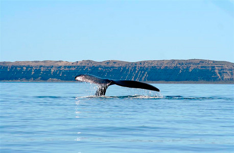 לווייתן בארגנטינה, צילום: fliker/ gkamin