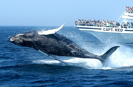 לווייתנים בקייפ קוד, בוסטון, צילום: fliker/ massachusetts office travel