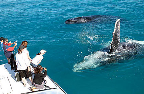 לווייתנים במאווי 