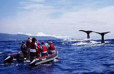 לווייתנים במרחק 1,360 ק"מ מערבית לפורטוגל 