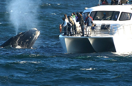 לווייתן בדרום אפריקה