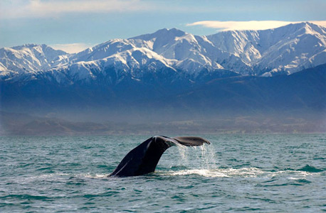 לווייתן בניו זילנד