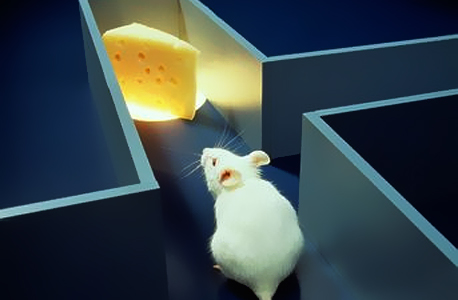 עכבר מעבדה