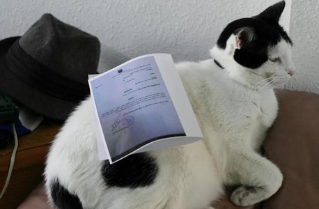 בתמונה: חתול תחת צו איסור פרסום. יעיל באותה המידה