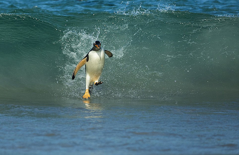 פינגווין לבן אוזן (Gentoo) שחוזר לחופי פוקלנד כשהבטן שלו מאלה בקריל להאכלת הפינגווינים הצעירים, צילום: National Geographic/Shanu Subra