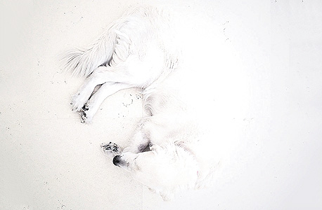 תמונת הכלב שזכתה בתחרות IPPAwards תמונת הכלב שזכתה בתחרות IPPAwards