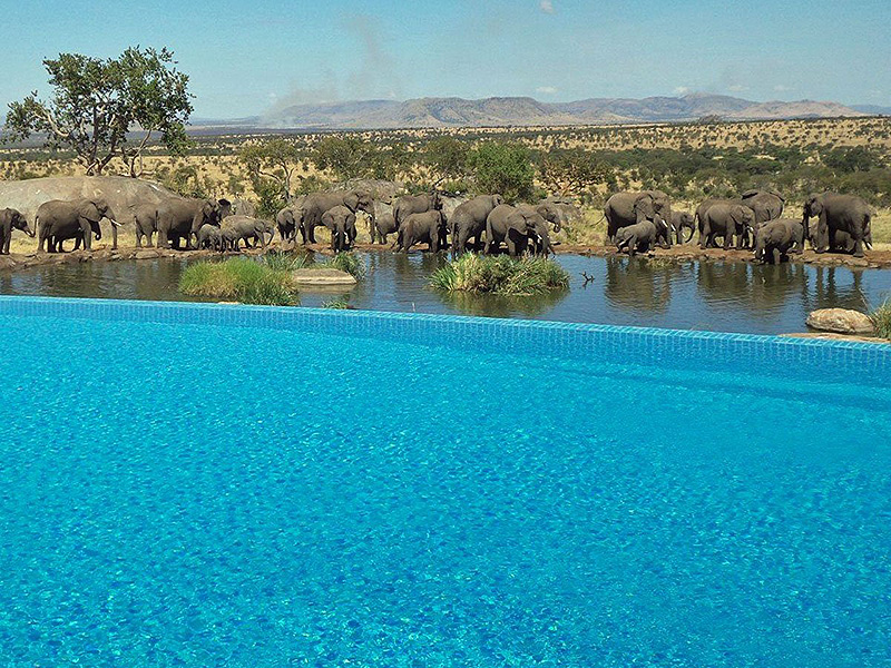 בריכת "פור סיזנס ספארי לודג' סרנגטי" בטנזניה: הבריכה מאפשרת לאורחים לשחות בעודם מביטים על פילים במאגר מים קרוב