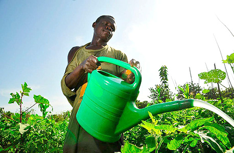 חקלאי במטע בגאנה. תמ"ג בצמיחה מרשימה, שיעור עוני גבוה