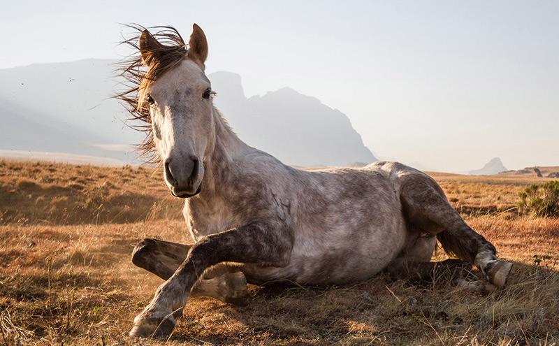 לסוטו: סוס נח לאחר רכיבה ארוכה כשברקע פסגת The Devil's Knuckles. התמונה צולמה בסוף היום הראשון של מסע של שלושה ימי רכיבה על סוסים בפארק הלאומי  Sehlabathebe בלסוטו, באפריקה הדרומית