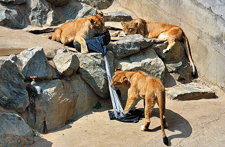אריות בגן החיות קאמינה ביפן "מטפלים" בג'ינס