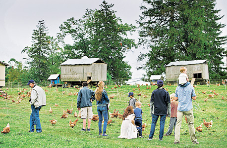 חוות סטון-ברנס. איסוף ביצים, קטיף ירקות ושיעורי בישול חוות סטון-ברנס. איסוף ביצים, קטיף ירקות ושיעורי בישול