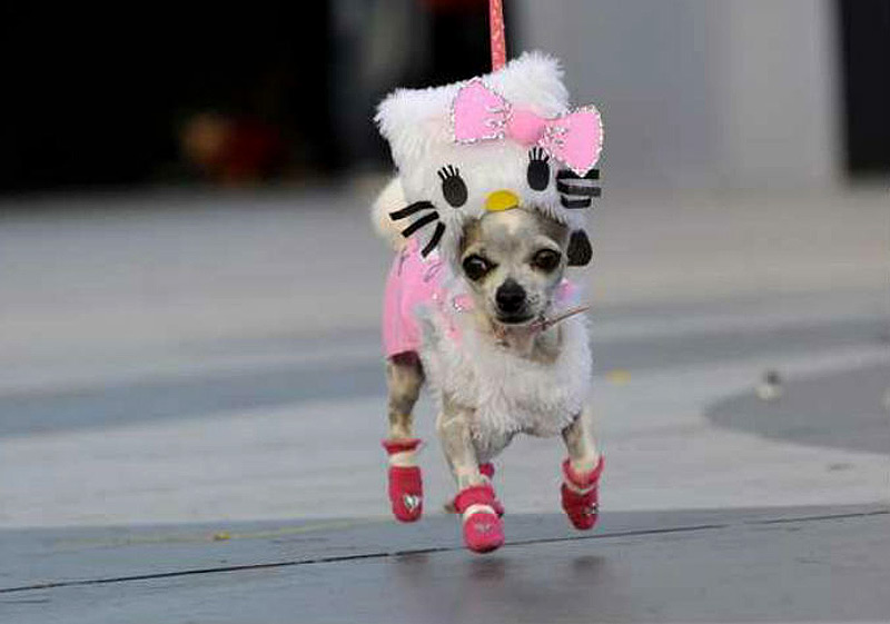 הלו! קיטי היא חתולה. זה לא הפריע לבעלי הצ'יוואווה הזו להלביש אותה בבגדי קיטי הלו! קיטי היא חתולה. זה לא הפריע לבעלי הצ'יוואווה הזו להלביש אותה בבגדי קיטי