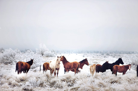 "Winter Horseland", סוסי פרא משתובבים בשלג במדינת אורגון, צילום: קווין ראס