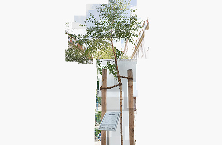 עץ שדר (Birch) שנלקח מאזור מחנה ההשמדה אושוויץ והוצב בברלין. אזולאי הזמינה מומחה לצמחים, וזה קבע שזיכרון הזרע של העץ מושפע מהאזור שממנו נלקח, ושהוא מתקשה להצמיח שורשים איתנים