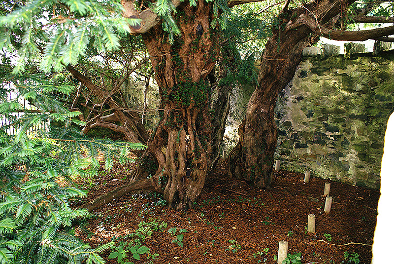 העץ העתיק באירופה, צילום: ויקיפדיה