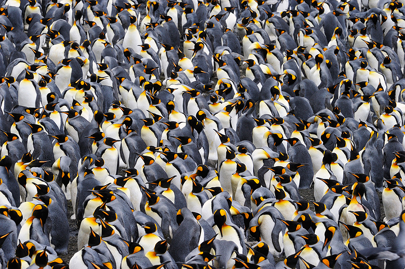 מושבת פינגווינים באנטרקטיקה
