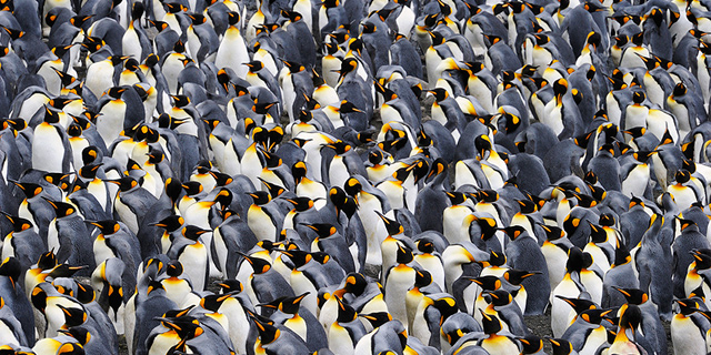 מושבת פינגווינים באנטרקטיקה, צילום: שאטרסטוק
