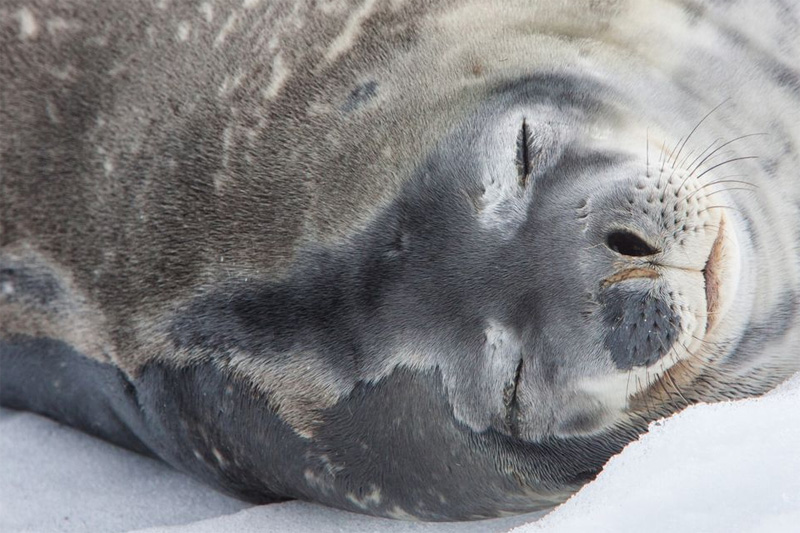 כלב ים חוטף תנומה באנטרקטיקה