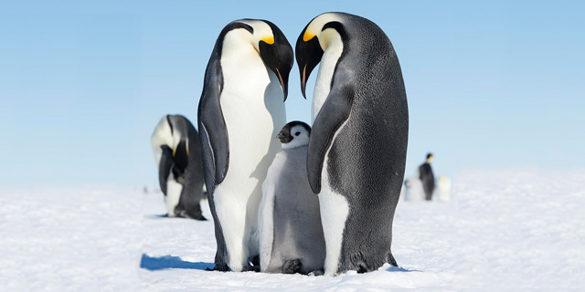 ממלכת הפינגווינים: 10 עובדות מדהימות על אנטרקטיקה