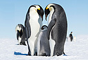 משפחת פינגווינים, צילום: Christopher Michel, Flickr