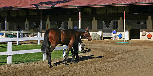 סוס ליד אחת האורוות, צילום: curbed.com