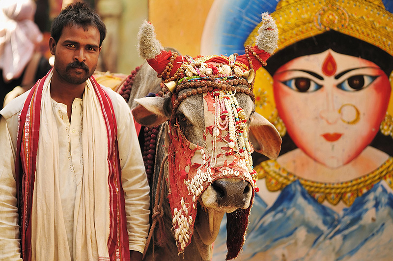 הפרה. נחשבת לקדושה עבור רבים מההודים, צילום: שאטרסטוק
