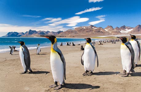 איי פוקלדנ מלאים בפינגווינים