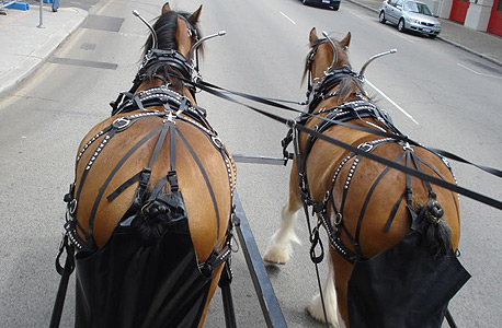 סוסים סוחבים כרכרה ושומרים על הרחובות נקיים