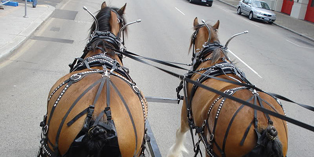 סוסים סוחבים כרכרה ושומרים על הרחובות נקיים, צילום: Horsewest