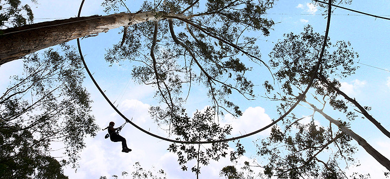  , צילום: treetopcrazyrider.com.au
