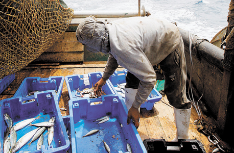 ספינת דיג ביפו. הדייגים מוציאים כמות גדולה מזו שהים מייצר, צילום: נמרוד גליקמן