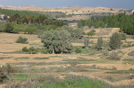 גבעת הכלניות במיתר, כ-18 ק"מ צפונית-מזרחית לבאר שבע