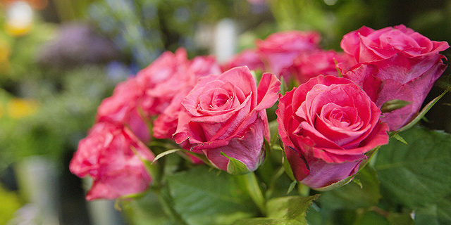 אוהדי סנדרלנד רכשו פרחים ב-1,300 ליש&quot;ט עבור אשתו של המנג&#39;ר