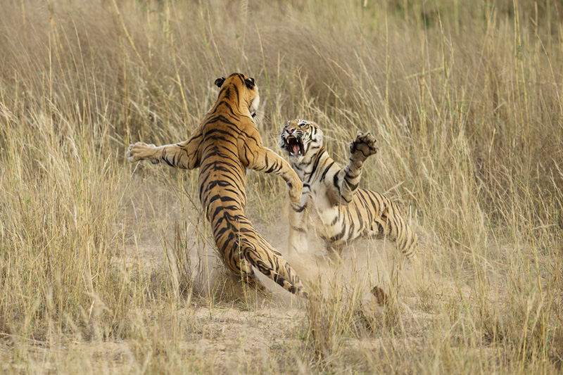 קרב בין שני טיגריסים בפארק הלאומי באנדהאבגאר שבהודו. ציון לשבח בקטגוריית טבע