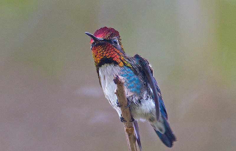 קוליברי זעיר מצוי. ציפור מקומית, צילום: Rafy Rodriguez, Flickr 