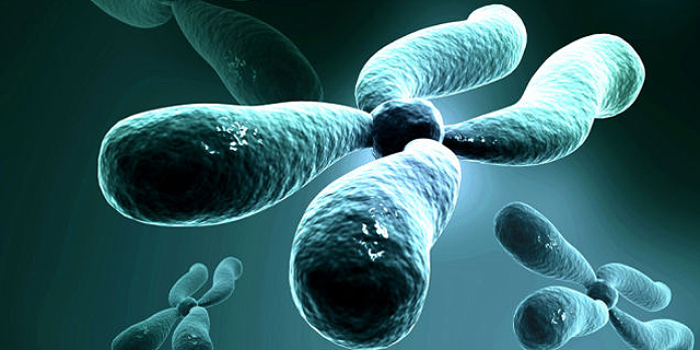 הדמיה של כרומוזום מלאכותי, צילום: io9.com