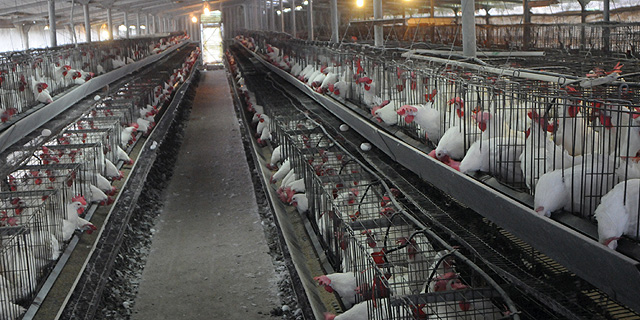 מחירי הביצים ירדו ב-3%: תריסר ביצים בגודל ענק יוזלו ב-40 אגורות
