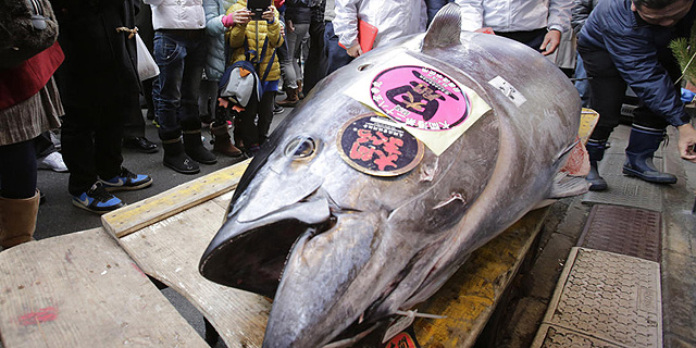 דג טונה במשקל 180 ק&quot;ג נמכר בשוק הדגים ביפן ב-37 אלף דולר