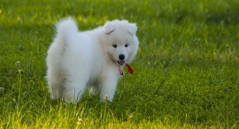 Dog (illustration). Photo: Shutterstock