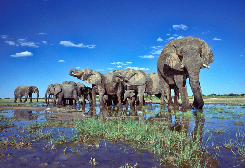 פילים בנמיביה. חיות הבר, אדריכלות קולוניאלית ונופים מרהיבים , צילום: africansafarico.com