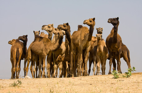 Camels. Photo: Shutterstock