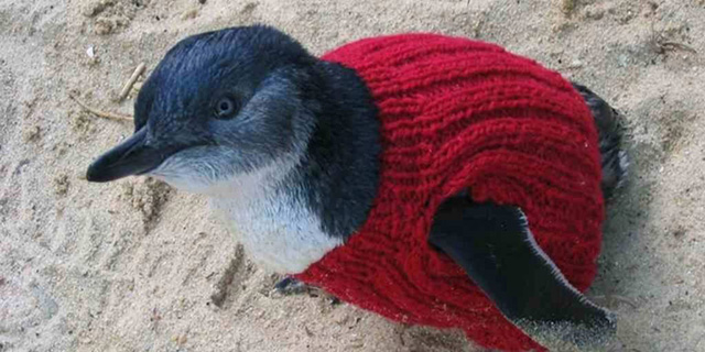 הקשיש שסורג סוודרים לפינגווינים