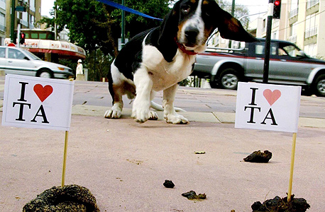 צואת כלבים בתל אביב צואת כלבים בתל אביב