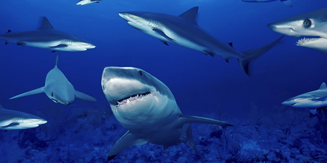 Of Sharks and Nuclear Power Plants
