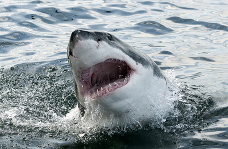 Shark (illustration). Photo: Shutterstock