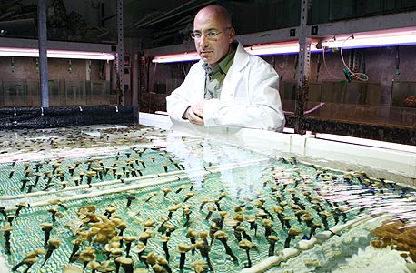 גיא פז ואלמוגים במעבדה, צילום: עמית שעל