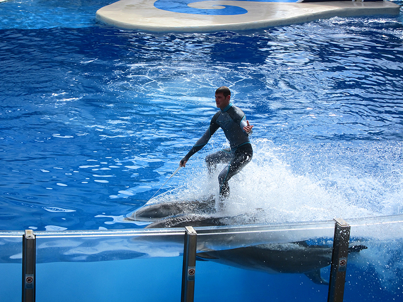 גלישה על דולפינים ב"סיוורלד" שבאורלנדו, פלורידה, צילום: Flickr / Joe Shlabotnik