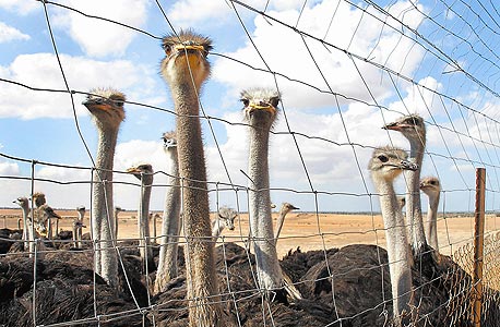 חוות היענים של קיבוץ בארי
