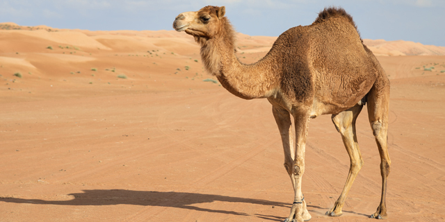 Solar-powered transmitters to warn Israeli drivers of camels on the road