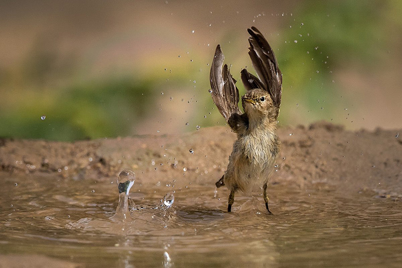 ציפור מתיזה על עצמה מים